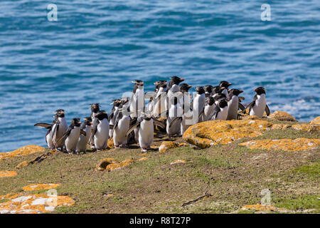 Group of rockhopper penguins walk up the hill to their colony on Saunders Island, Falkland Islands Stock Photo
