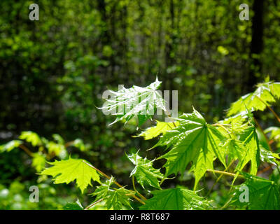 the leaves of the young maple in the woods in the spring, Russia Stock Photo