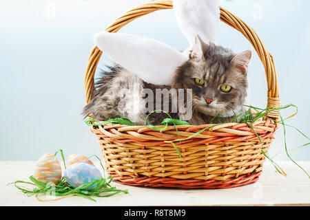 Gray fluffy cat with bunny ears in easter basket with easter eggs Stock Photo