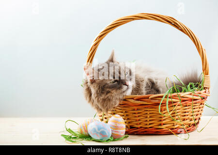 Gray fluffy cat in easter basket with easter eggs Stock Photo