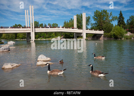 Canada geese and pedestrian bridge crossing Bow River, Prince's Island Park, Calgary, Alberta, Canada Stock Photo