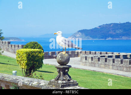 Seagull in the gardens. Parador, Bayona, Pontevedra province, Galicia, Spain. Stock Photo