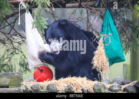 ZSL Whipsnade Zoo, Bedfordshire 18th Dec 2018. Columbo investigates. Sloth bear (Melursus ursinus) Columbo discovers that keepers have decked out his enclosure with brightly coloured, hessian, ‘Santa sacks' filled with his favourite peanuts and mealworms. It's a Whipsnade Wonderland for the animals at ZSL Whipsnade Zoo, who are surprised by some tasty treats. Credit: Imageplotter News and Sports/Alamy Live News Stock Photo