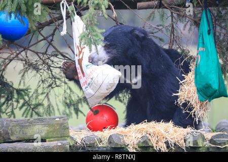 ZSL Whipsnade Zoo, Bedfordshire 18th Dec 2018. Columbo investigates. Sloth bear (Melursus ursinus) Columbo discovers that keepers have decked out his enclosure with brightly coloured, hessian, ‘Santa sacks' filled with his favourite peanuts and mealworms. It's a Whipsnade Wonderland for the animals at ZSL Whipsnade Zoo, who are surprised by some tasty treats. Credit: Imageplotter News and Sports/Alamy Live News Stock Photo