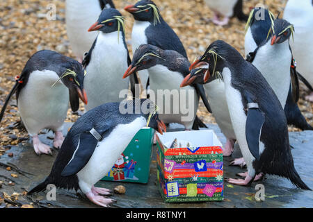 ZSL Whipsnade Zoo, Bedfordshire 18th Dec 2018. Splish, splash - there are festively-wrapped boxes for the Zoo's Northern rockhopper penguins, filled with their favourite fishy snacks. It's a Whipsnade Wonderland for the animals at ZSL Whipsnade Zoo, who are surprised by some tasty treats. Credit: Imageplotter News and Sports/Alamy Live News Stock Photo