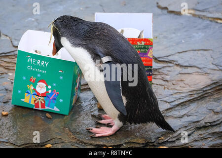 ZSL Whipsnade Zoo, Bedfordshire 18th Dec 2018. Splish, splash - there are festively-wrapped boxes for the Zoo's Northern rockhopper penguins, filled with their favourite fishy snacks. It's a Whipsnade Wonderland for the animals at ZSL Whipsnade Zoo, who are surprised by some tasty treats. Credit: Imageplotter News and Sports/Alamy Live News Stock Photo