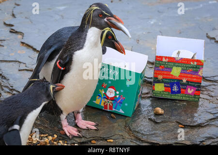 ZSL Whipsnade Zoo, Bedfordshire 18th Dec 2018. Splish, splash - there are festively-wrapped boxes for the Zoo's Northern rockhopper penguins, filled with their favourite fishy snacks. It's a Whipsnade Wonderland for the animals at ZSL Whipsnade Zoo, who are surprised by some tasty treats. Credit: Imageplotter News and Sports/Alamy Live News Stock Photo