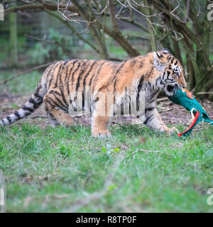 ZSL Whipsnade Zoo, Bedfordshire 18th Dec 2018. Santa Paws comes early. It is the very first Christmas for ZSL Whipsnade Zoo's three six-month-old Amur tiger cubs (Panthera tigris tigris), also Siberian tigers, Dmitri, Makari and Czars. Keepers at the Zoo have prepared brightly coloured, felt Christmas stockings for the inquisitive youngsters. Credit: Imageplotter News and Sports/Alamy Live News Stock Photo