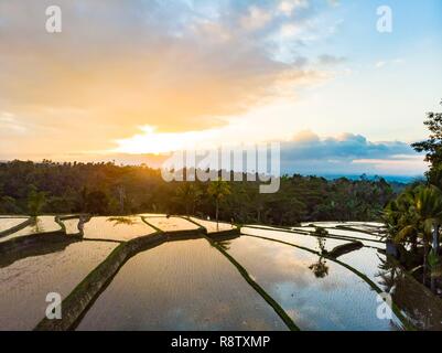 Indonesia, South Bali, Jatiluwih terraced rice fields at sunrise (aerial view) Stock Photo