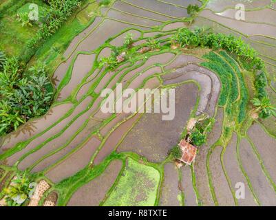 Indonesia, East Bali, Amlapura, Tirta Gangga terraced rice fields (aerial view)