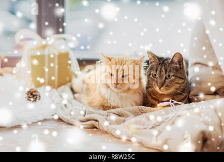 cats lying on windowsill with blanket at christmas Stock Photo
