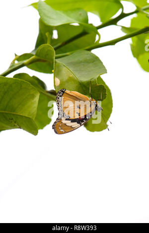 Plain Tiger or African Queen butterfly (Danaus chrysippus) on leaf Stock Photo