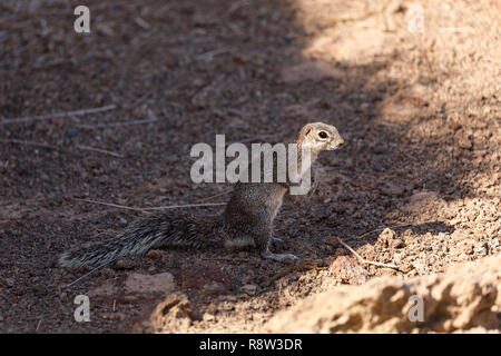 Unstriped ground squirrel (Xerus rutilus) Erta Ale volcano. Danakil Depression. Afar region. Ethiopia. Africa Stock Photo