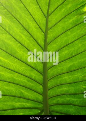 Closeup of the underside of a palm leaf showing veins and patterns Stock Photo