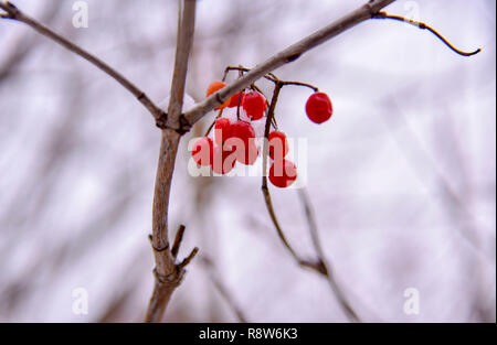 Rowan berries in winter on a branch Stock Photo