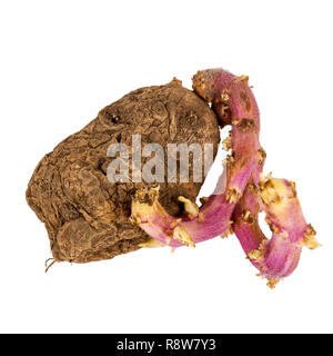 Old germinated pink potato isolated on white background. Big sprouts Stock Photo