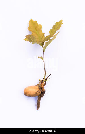 Oak tree sprouting from acorn Stock Photo