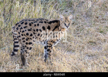 Serval Standing in a Grassy Field Stock Photo