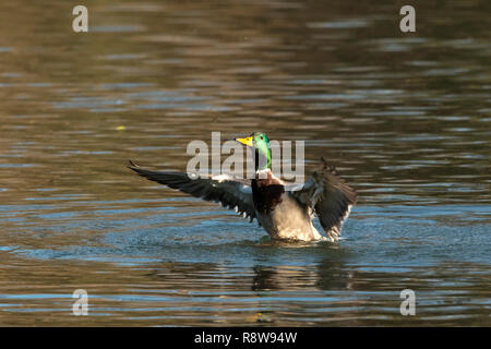 Male Mallard Duck (Anas platyrhynchos) having a wash and flapping its wings at Marlfield Lake, Clonmel, Tipperary, Ireland Stock Photo