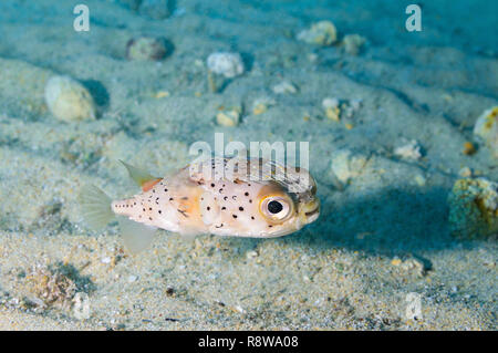 Long-Spined Porcupinefish in Sal - Cabo Verde Stock Photo
