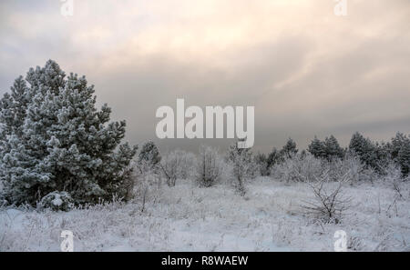 Beautiful winter landscape with trees covered with frost on a frosty evening during sunset Stock Photo