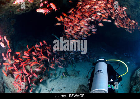 Shoal of Blotcheye Soldierfish in Tres Grottes in Sal - Cabo Verde Stock Photo