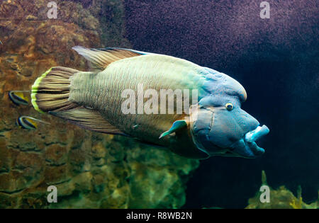 Cheilinus undulatus  or Humphead wrasse, also known as the Napoleon fish. Stock Photo