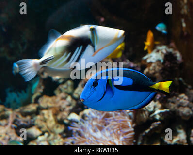 A popular coral reef fish in marine aquaria with common names, regal blue tang, palette surgeonfish, or hippo tang, an Indo-Pacific surgeonfish of Par Stock Photo