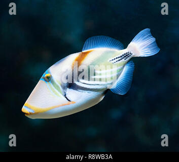 Lagoon triggerfish (Rhinecanthus aculeatus), also known as the Picasso triggerfish. Sea life. Stock Photo