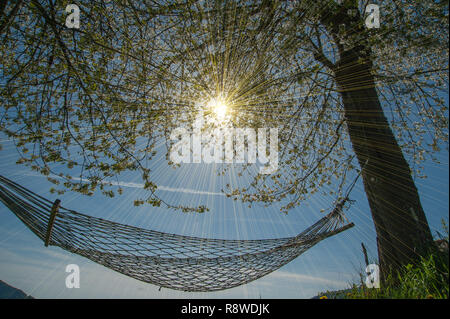 relax in comfortable hammock suspended between the trees Stock Photo