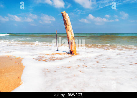 Tree trunk planted in the beach of Ostuni, lido green forest in the park of coastal dunes Stock Photo