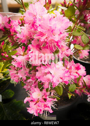 Pink rhododendron Anna Baldsiefen flowering in Spring in an English garden centre in UK Stock Photo