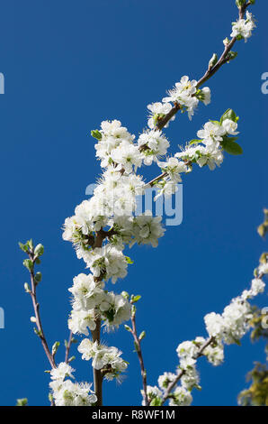 Dense white blossom on a damson seedling tree against clear deep blue sky in UK Stock Photo