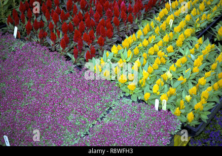 NOT 923264 USA New York City Union Square Farmers Market Stock Photo