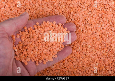 A handful of red Persian puncture lentils. Healthy food. Close up Stock Photo