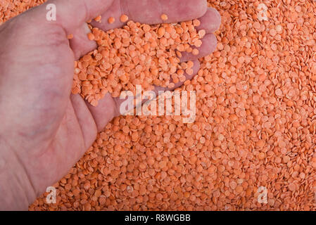 A handful of red Persian split lentils background. Lentil grains. Close up Stock Photo