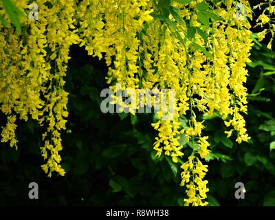 Bright yellow Laburnum flowers hanging from a tree branch in spring Stock Photo