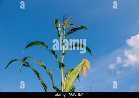 cobs not yet ripe in the field Stock Photo