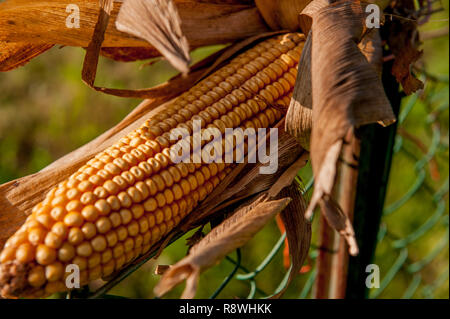 cobs not yet ripe in the field Stock Photo