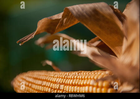 cobs not yet ripe in the field Stock Photo