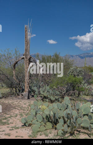 The skeleton of a dead saguaro cactus (Carnegiea gigantean) towers over prickly pear (Opuntia) on a spring day in in Arizona's Saguaro National Park Stock Photo