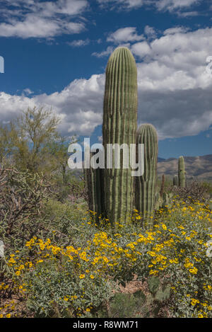 Young saguaro cactus (Carnegiea gigantean) surrounded by the yellow flowers of brittlebrush (Encelia farinose) on a beautiful day in Arizona. Stock Photo