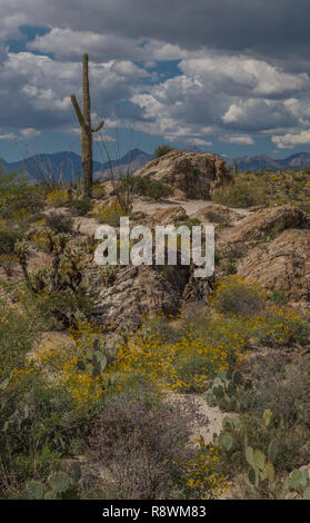 A classic saguaro cactus stands atop a rocky outcrop covered with yellow brittlebrush blossoms, cholla, and prickly pear with mountains behind and flu Stock Photo