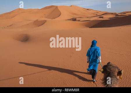 A man dressed in the blue of the Saharan Tuareg leads a camel into a landscape of windswept orange dunes in Erg Chebbi Morocco.