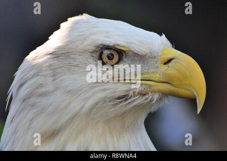Bald eagle head shot Stock Photo