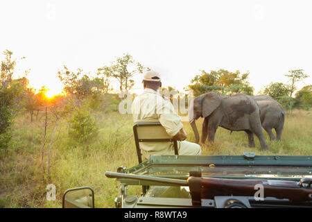 Conservation tracker guide sitting on the front of a safari vehicle looking at African Elephants in a game reserve Stock Photo