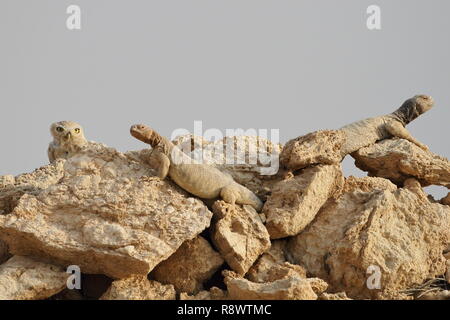rare sight of a little Owl shared accommodation with spiny tailed Lizards on Rock Pile at the Arabian Desert. Stock Photo