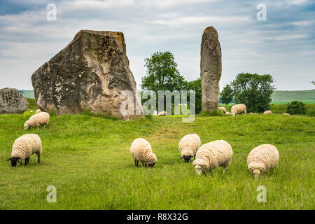 Neolithic stone circles and meadow with sheep grazing in the village of Avebury, Wiltshire, England, Europe. Stock Photo