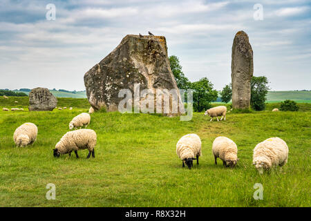 Neolithic stone circles and meadow with sheep grazing in the village of Avebury, Wiltshire, England, Europe. Stock Photo