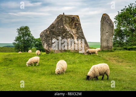 Neolithic stone circles and meadow with sheep grazing in the village of Avebury, Wiltshire, England, Europe. Stock Photo